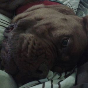 Meet your Posher, Boswell